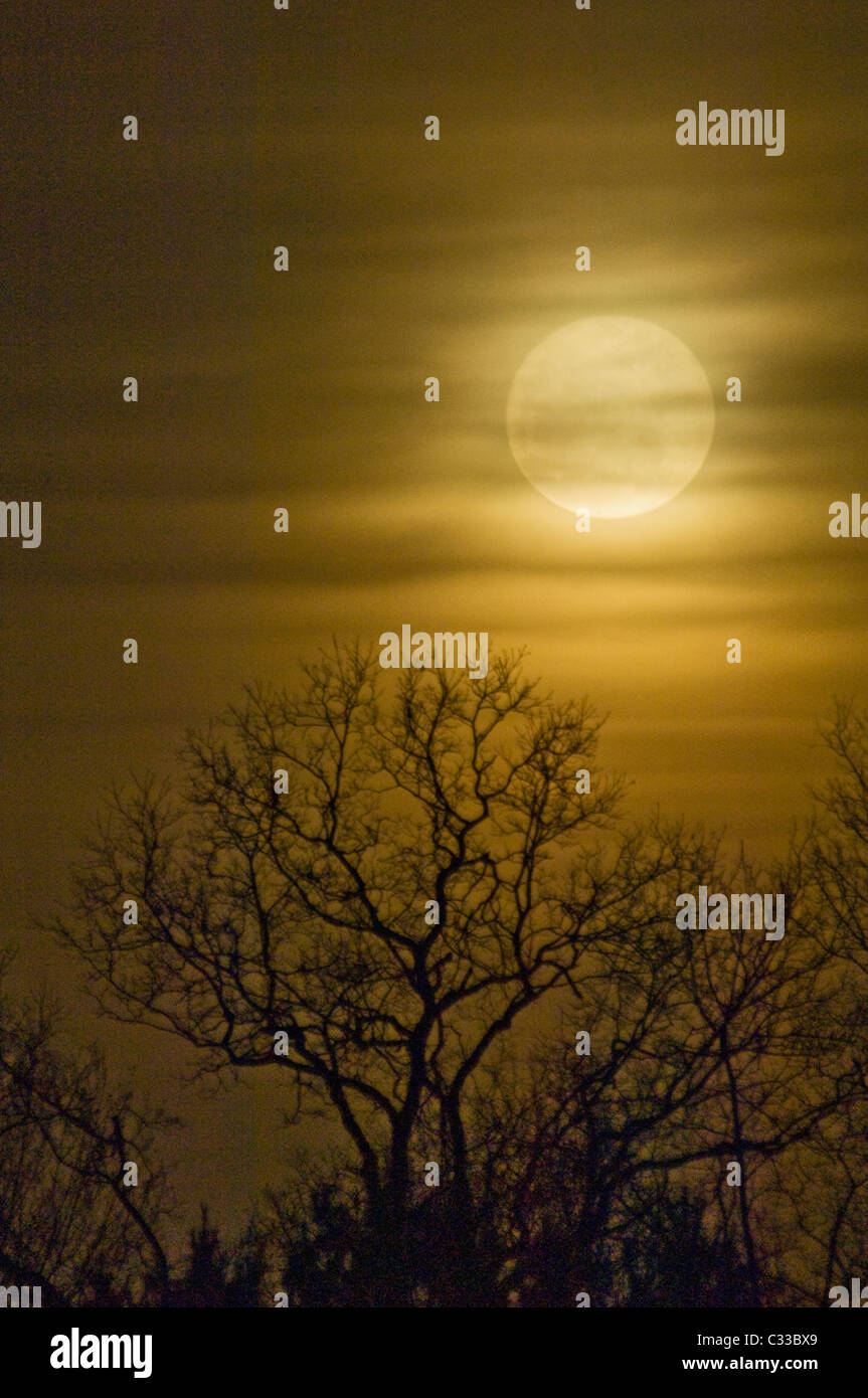 Full Moon of March 19, 2011 and Silhouetted Tree from Floyd County, Indiana - Closest Approach of the Moon in 18 Years. Stock Photo