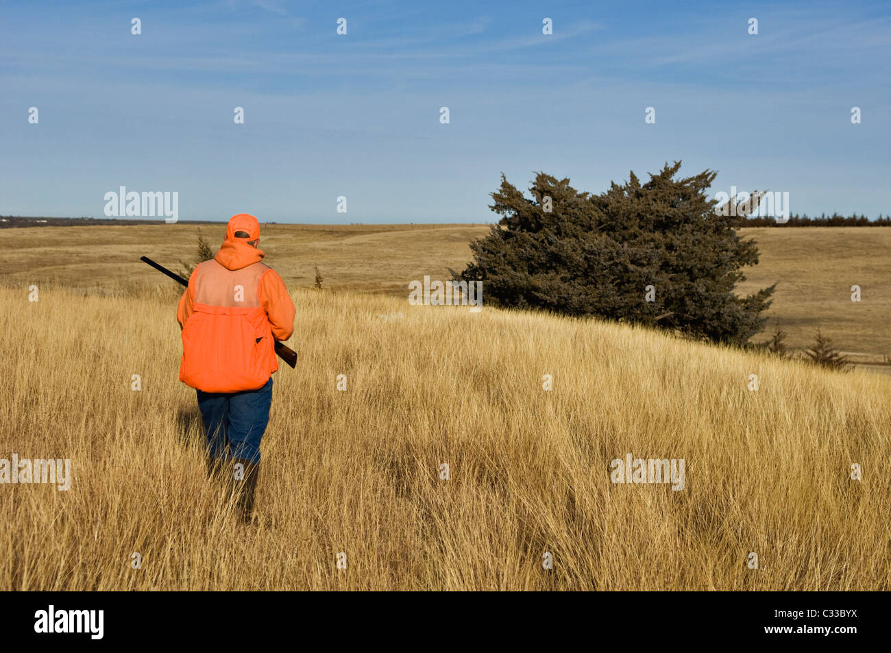 Upland Bird Hunter Hunting Prairie during a Ringneck Pheasant Hunt near