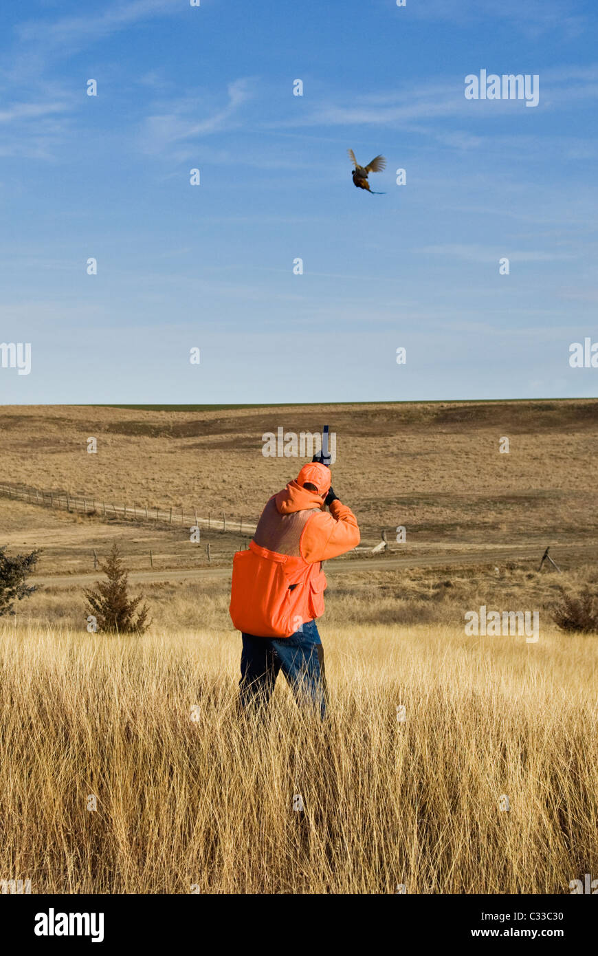 Sequence of Upland Bird Hunter Shooting Flying Rooster during a Ringneck Pheasant Hunt near