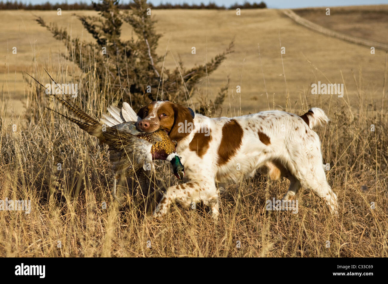 Brittany Retrieving a Rooster during a Ringneck Pheasant Hunt near Tipton, Kansas Stock Photo