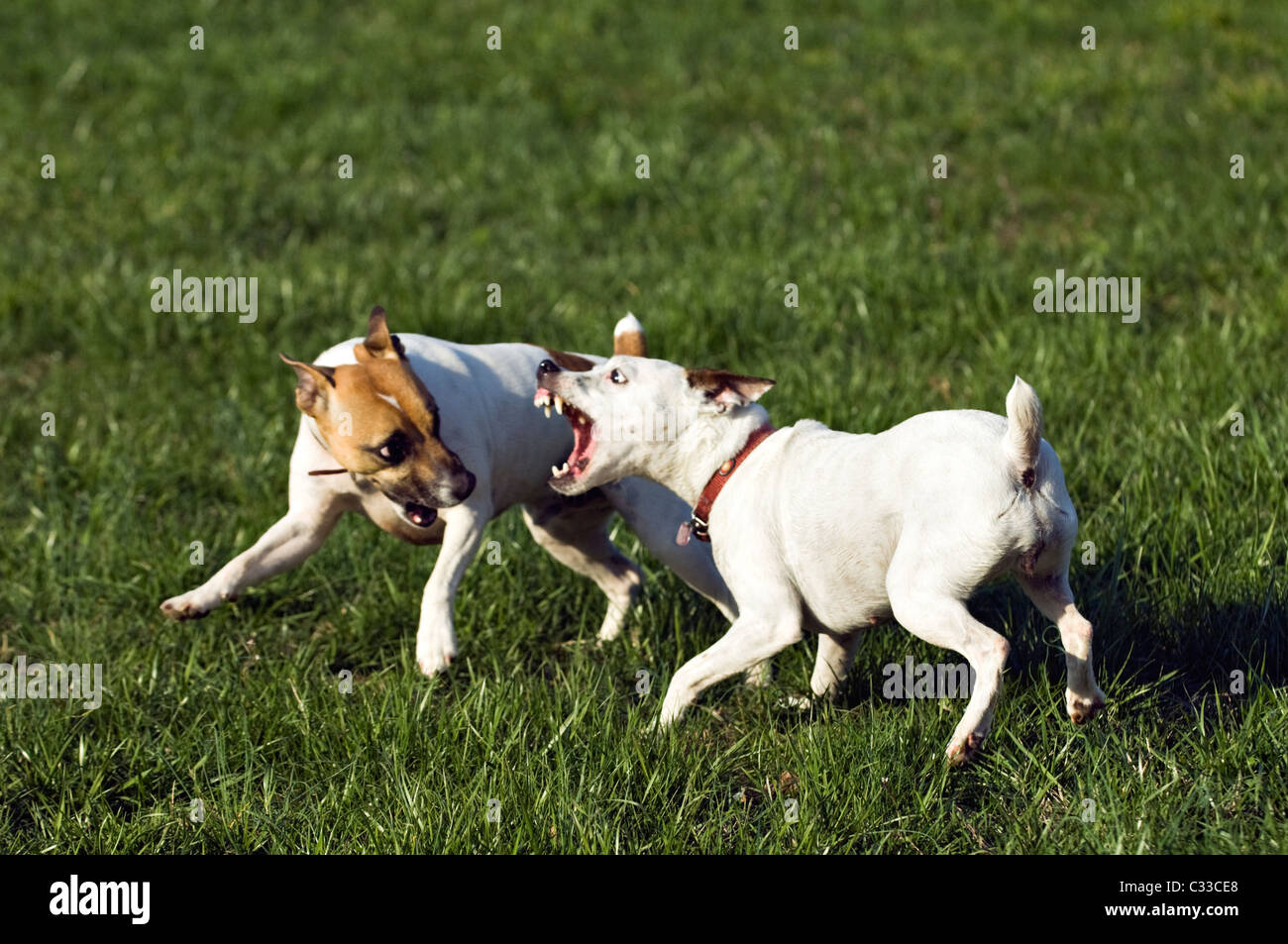 Can Jack Russells Win A Battle With A Jack Russell