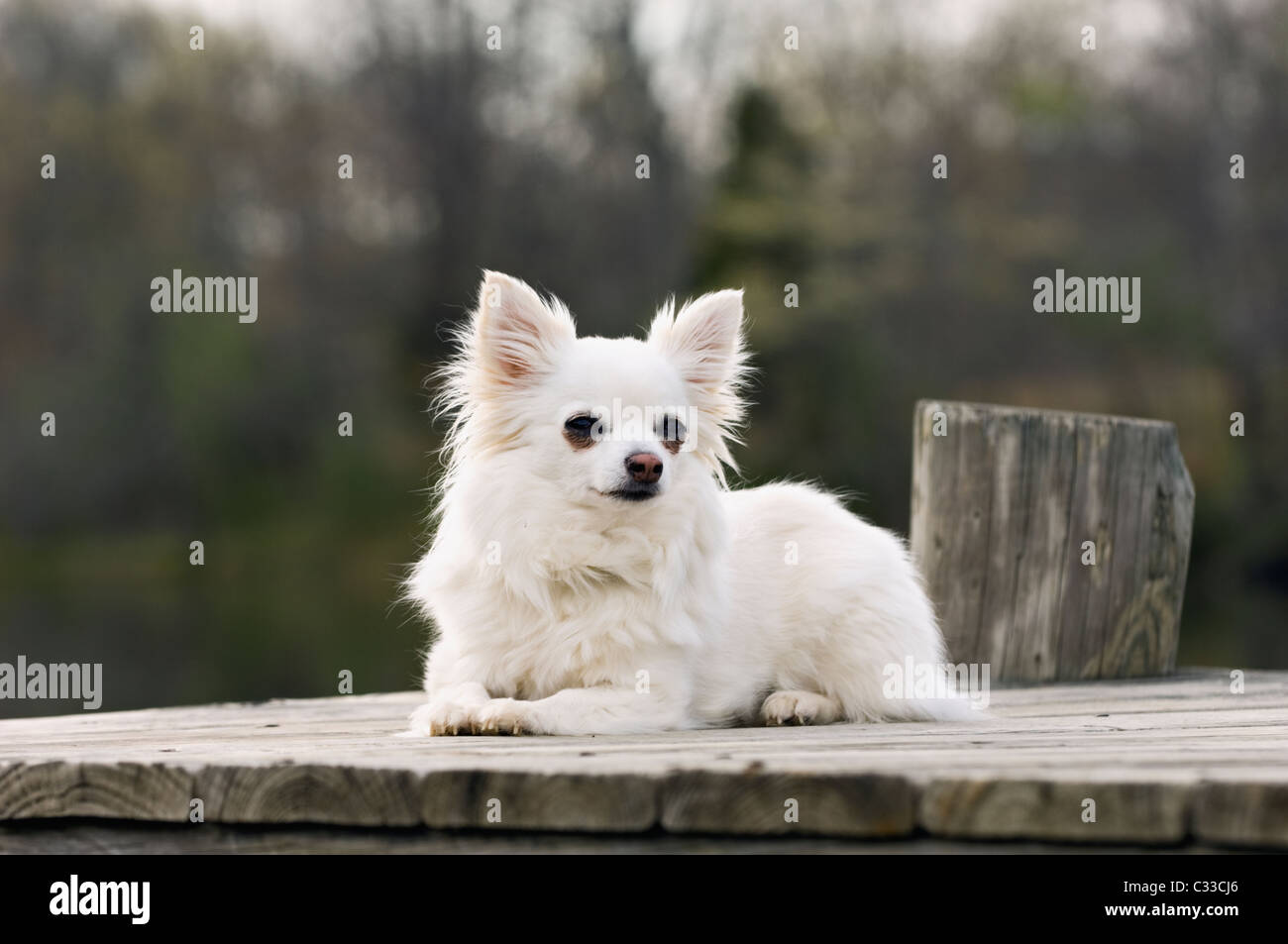 Long Haired Chihuahua Stock Photos Long Haired Chihuahua