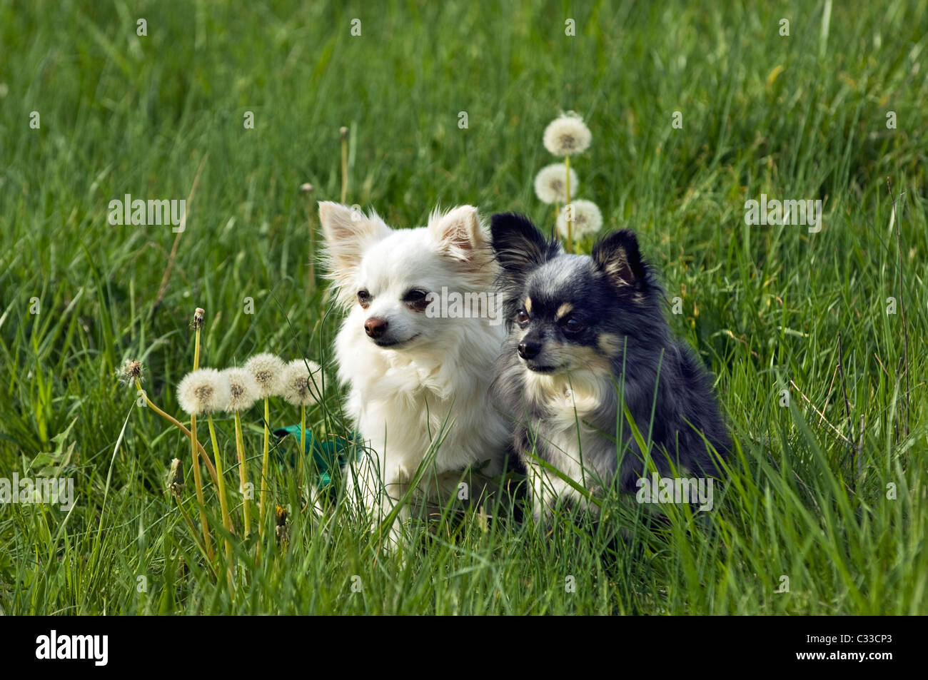 Toy Chihuahuas High Resolution Stock Photography And Images Alamy