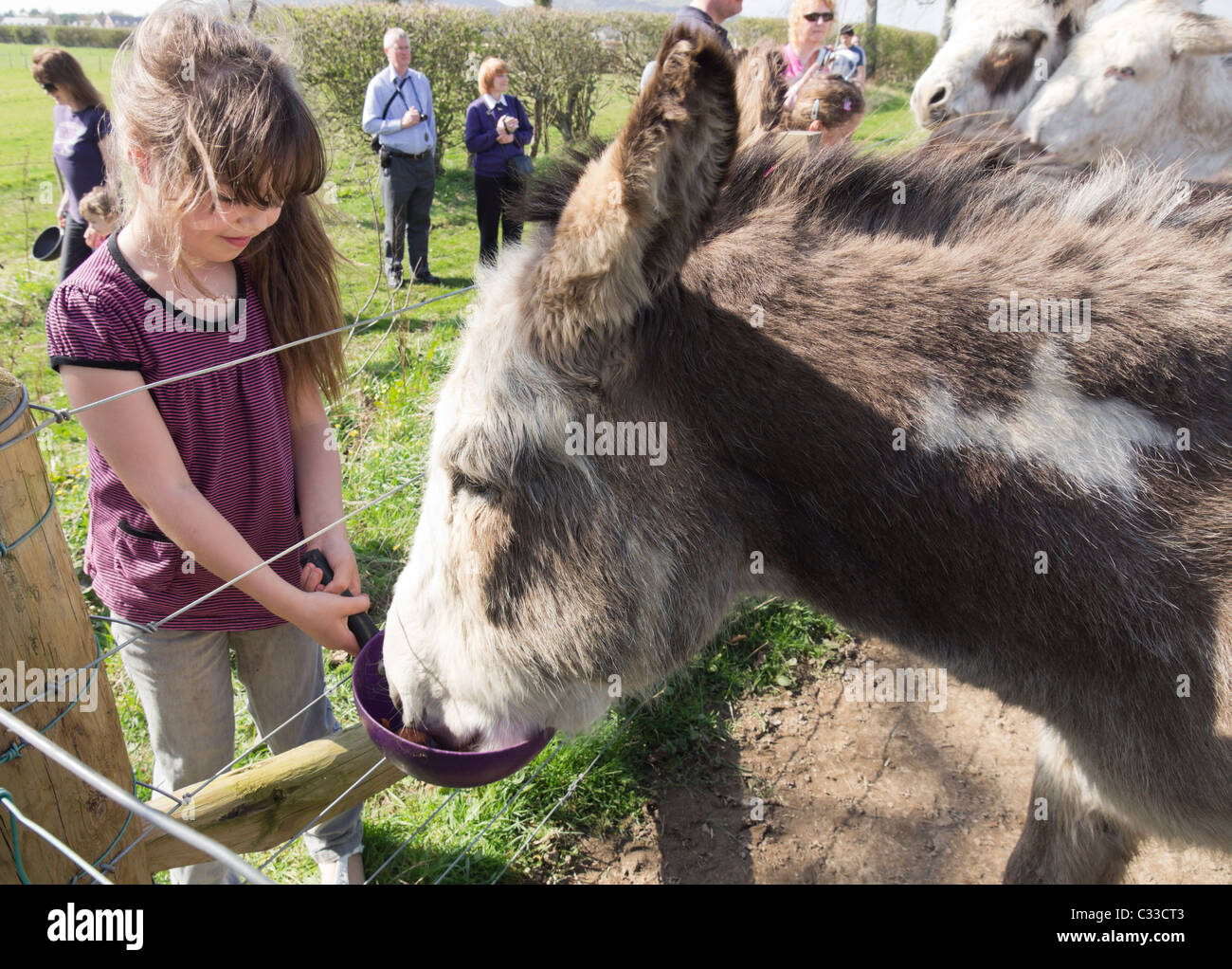 The Scottish Borders Donkey Sanctuary, The Holmes, St Boswells