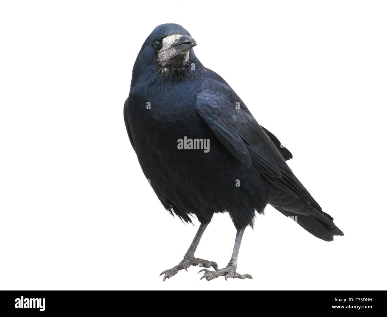black raven isolated on white Stock Photo