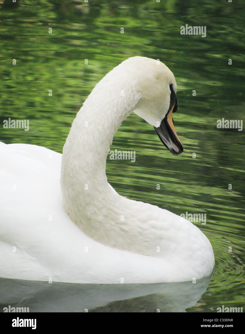 neck of gentle swan Stock Photo