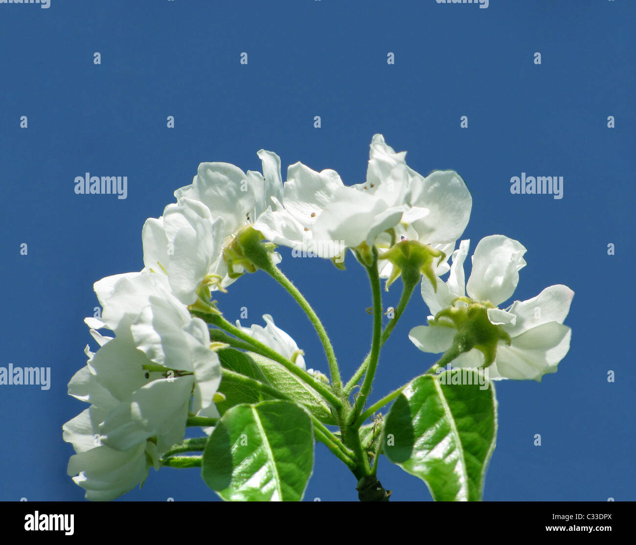 cherry tree blossom over blue sky Stock Photo - Alamy