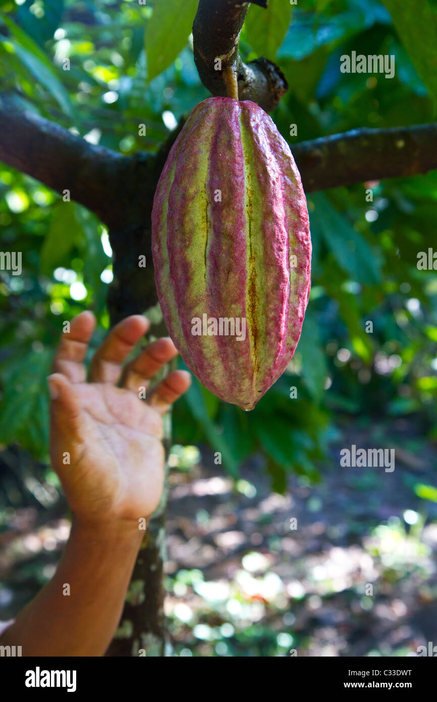 Harvesting cocoa in Belize. Stock Photo