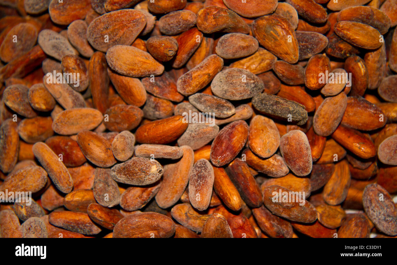 Huge pile of fresh cocoa beans ready to be turned into chocolate. Belize Stock Photo