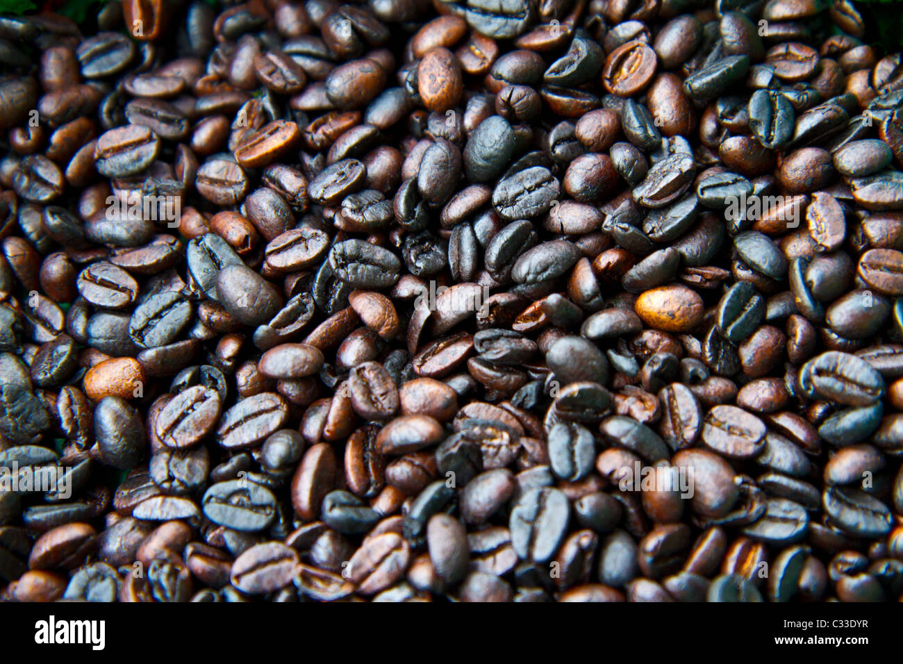 A huge pile or fresh roasted coffee beans. Roasted on an open fire in Belize. Stock Photo