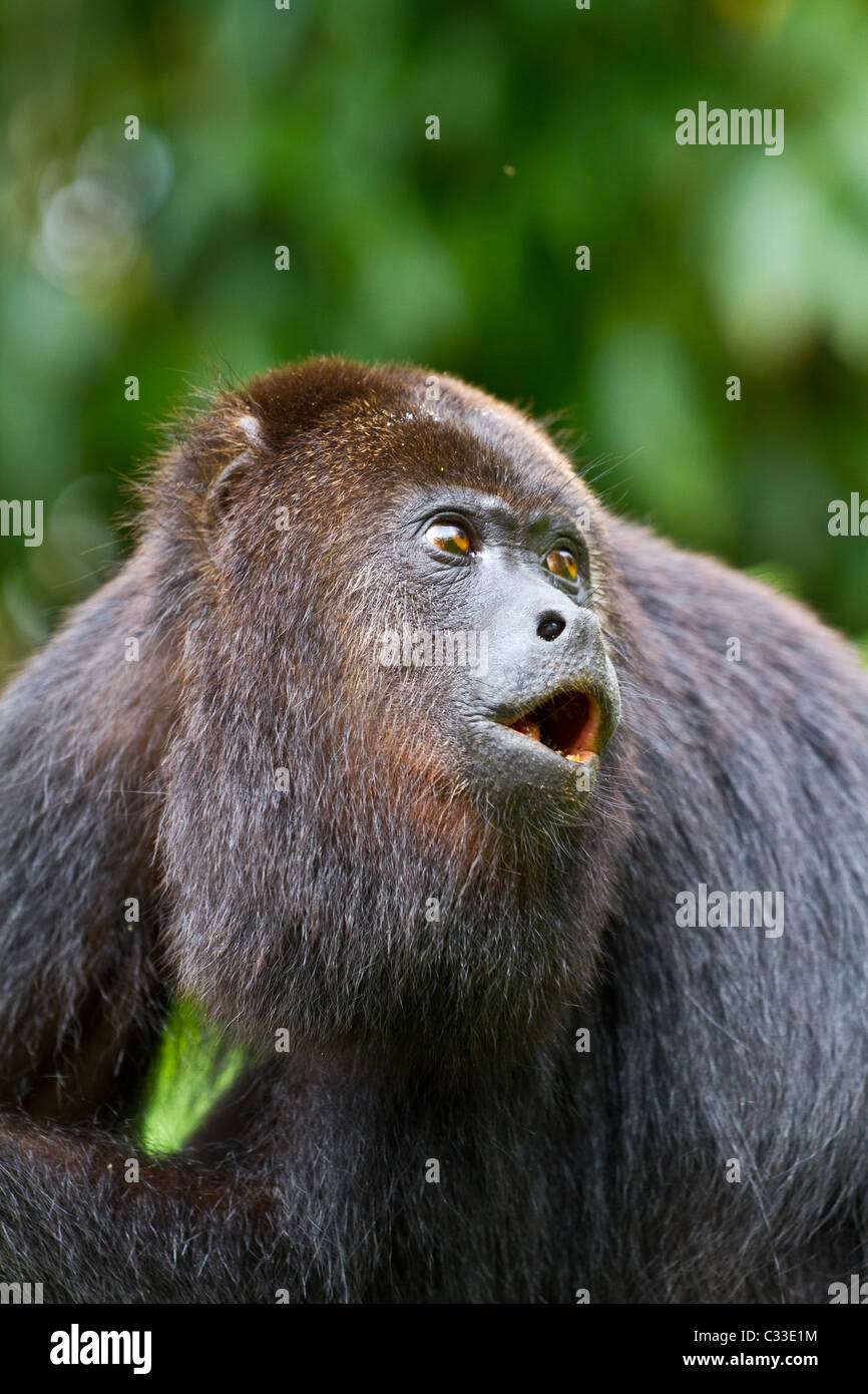 A wild black howler monkey in Belize howling. Stock Photo