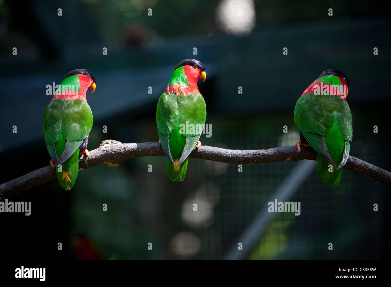 Collared Lory Fiji Hi res Stock Photography And Images Alamy Collared Lory Fiji Hi res Stock Photography And Images Alamy