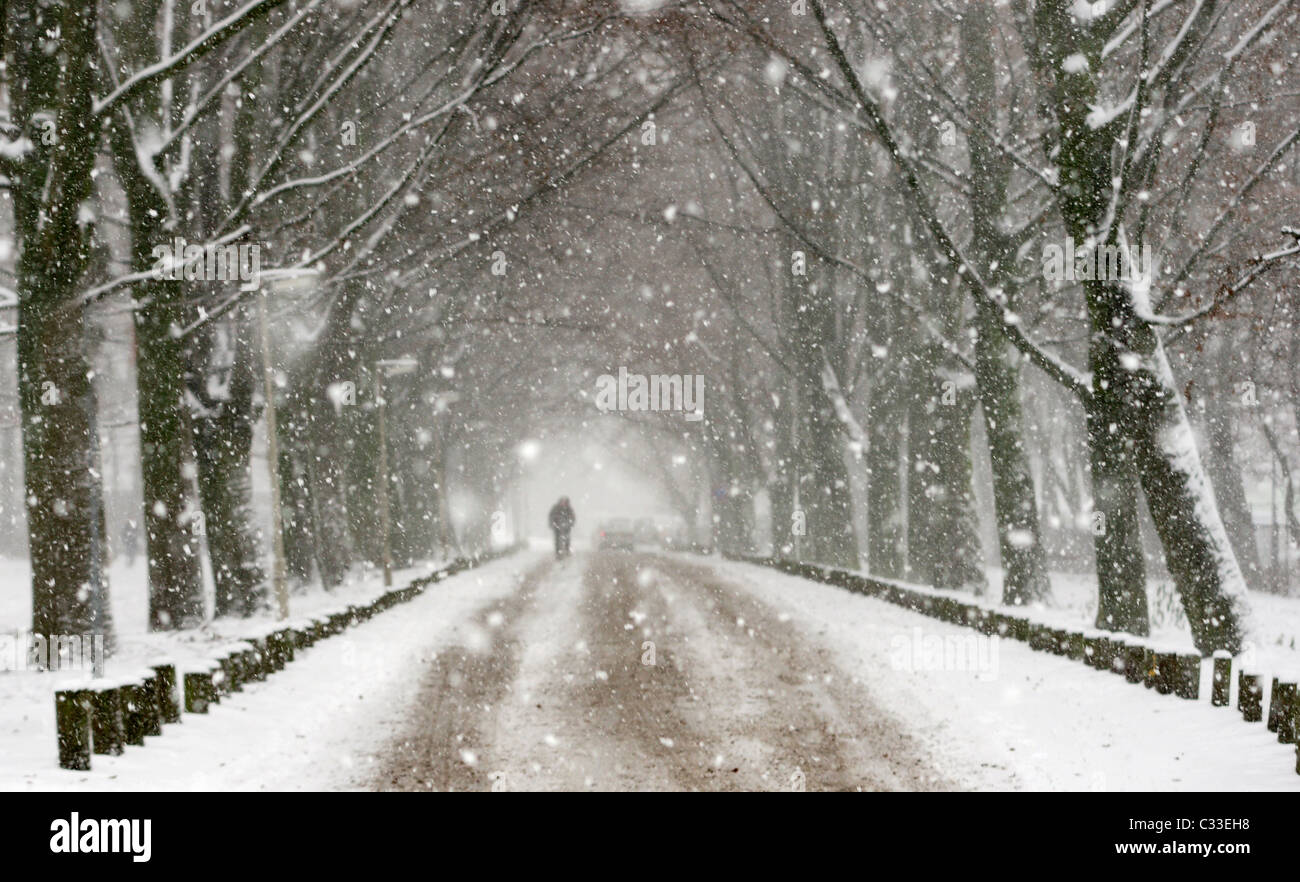 Winter snow blizzard in tree alley street with dark cyclist in distance, Rotterdam, Netherlands Stock Photo