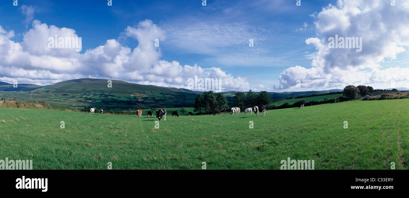 Friesian Cattle Grazing In Paddock Stock Photo - Alamy