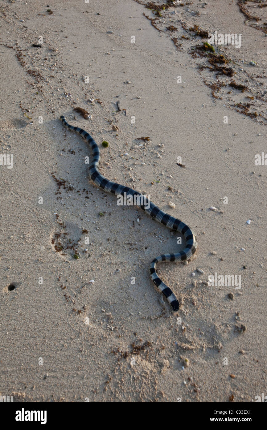 Banded sea snake, Viti Levu; Fiji; beach Stock Photo