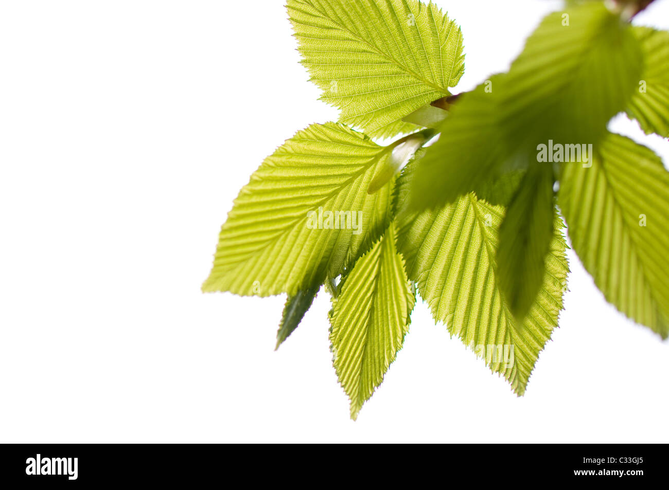 Ulmus or elm green young leaves Stock Photo