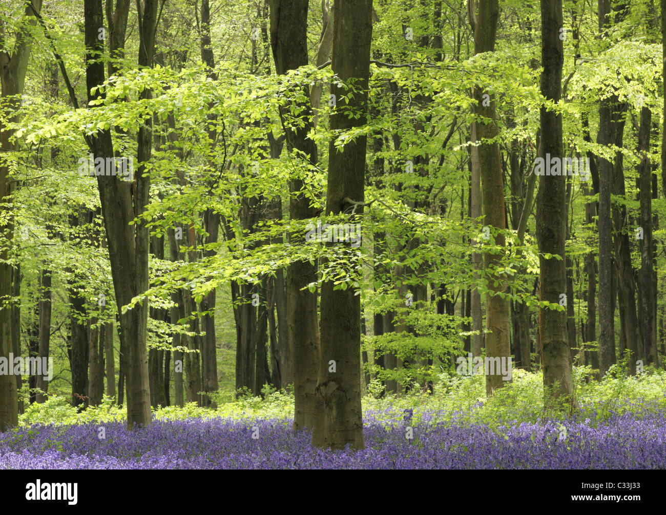 Bluebells flowering in West Woods bluebell wood, Marlborough, Wiltshire, England, UK Stock Photo