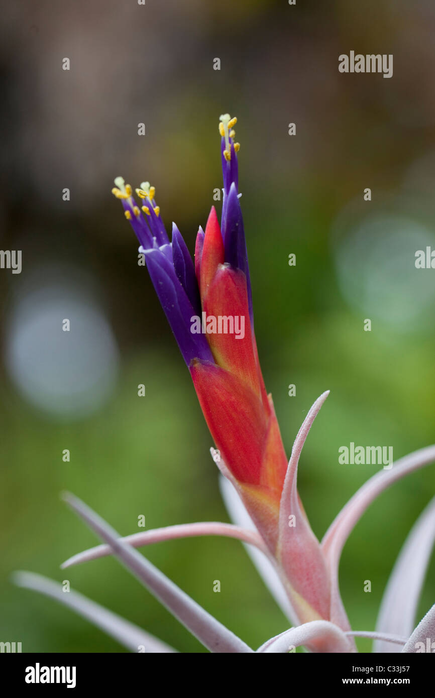 Bromeliad flower Stock Photo