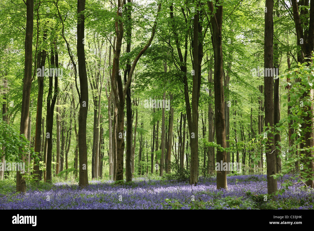 Bluebells flowering in West Woods bluebell wood during spring, Marlborough, Wiltshire, England, UK Stock Photo