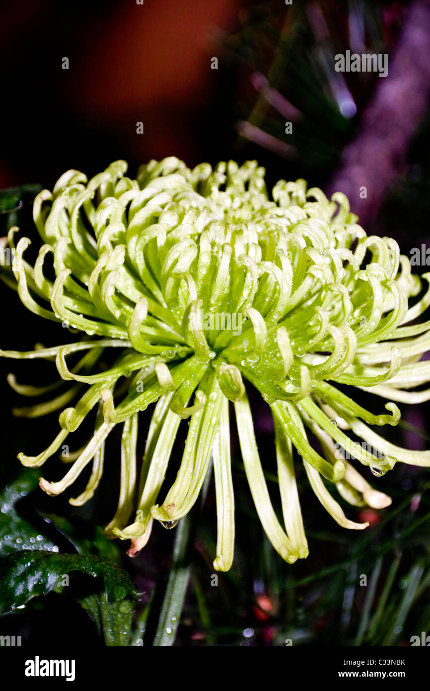 Background of Beautiful blooming green chrysanthemum Stock Photo - Alamy