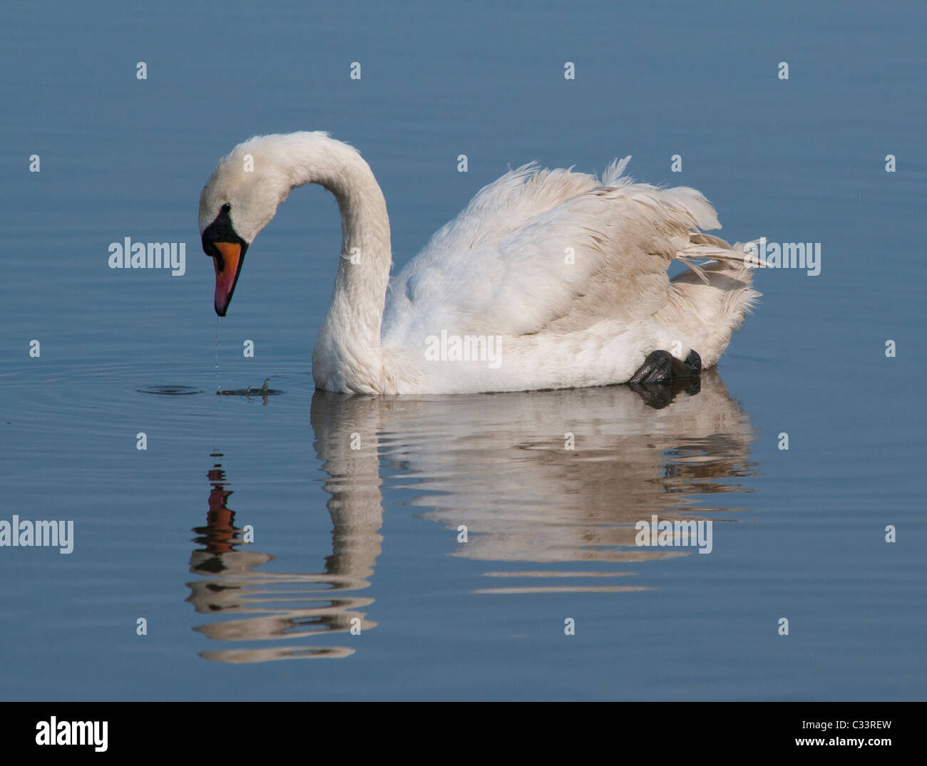 Swan reflection in the river Stock Photo - Alamy