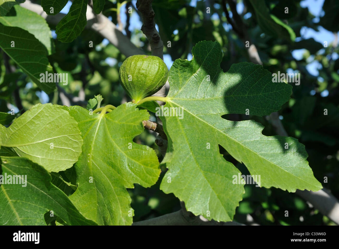 Green Fig ( Ficus Carica ) a fruit in the Moraceae family. Stock Photo