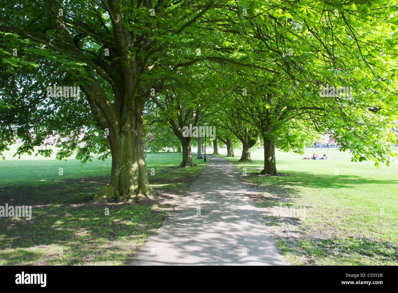 Avenue of Trees on The Stray Harrogate North Yorkshire England Stock ...