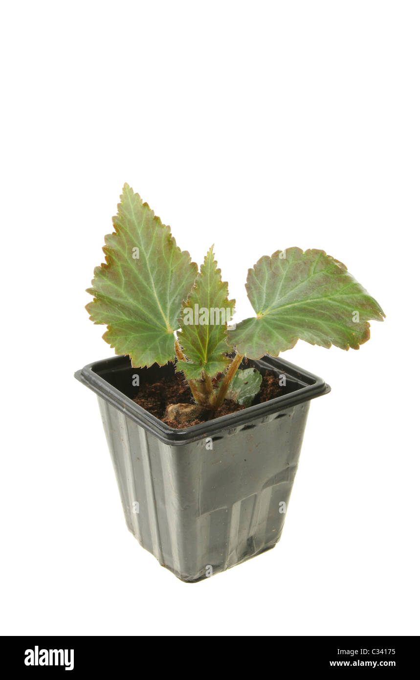 Young begonia plant in a pot Stock Photo