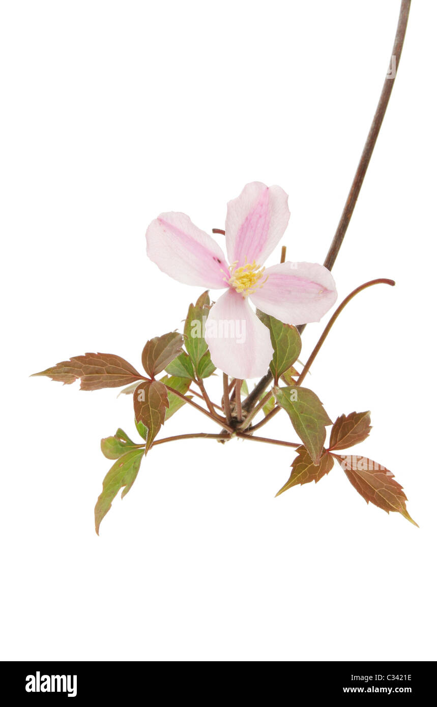 Clematis Montana flower and foliage isolated against white Stock Photo