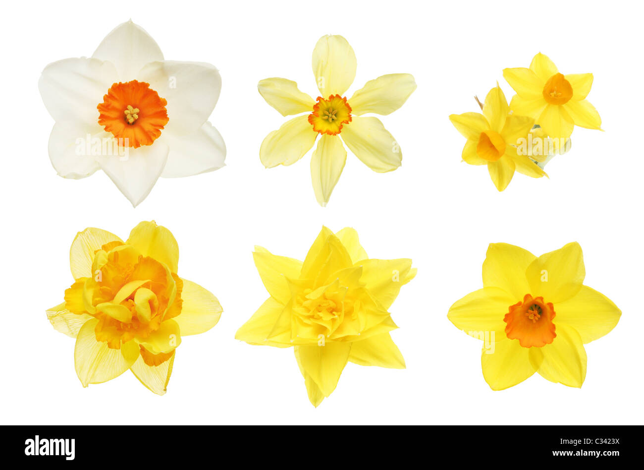 Collection of isolated daffodil flowers Stock Photo