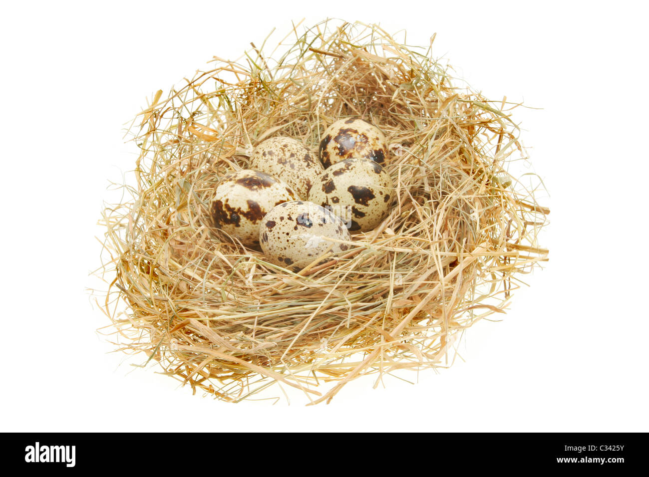 Birds eggs in a nest isolated against white Stock Photo