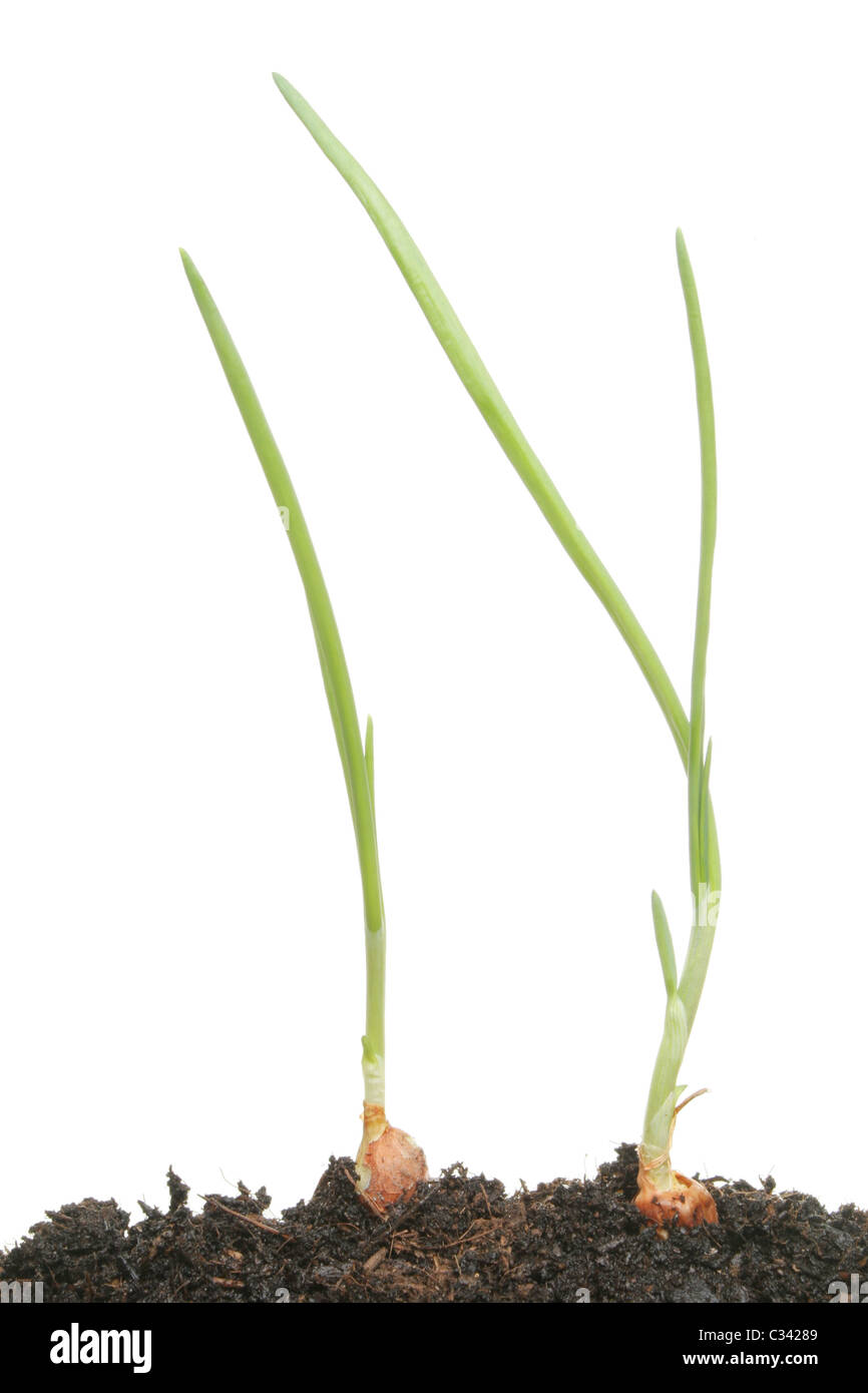Young onion sets growing in soil against a white background Stock Photo