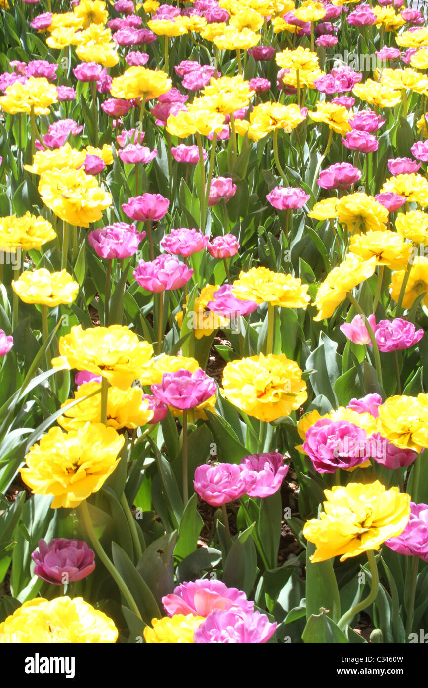 Carnation Flower Field at  Madison Square Park, New York City, Manhattan Stock Photo