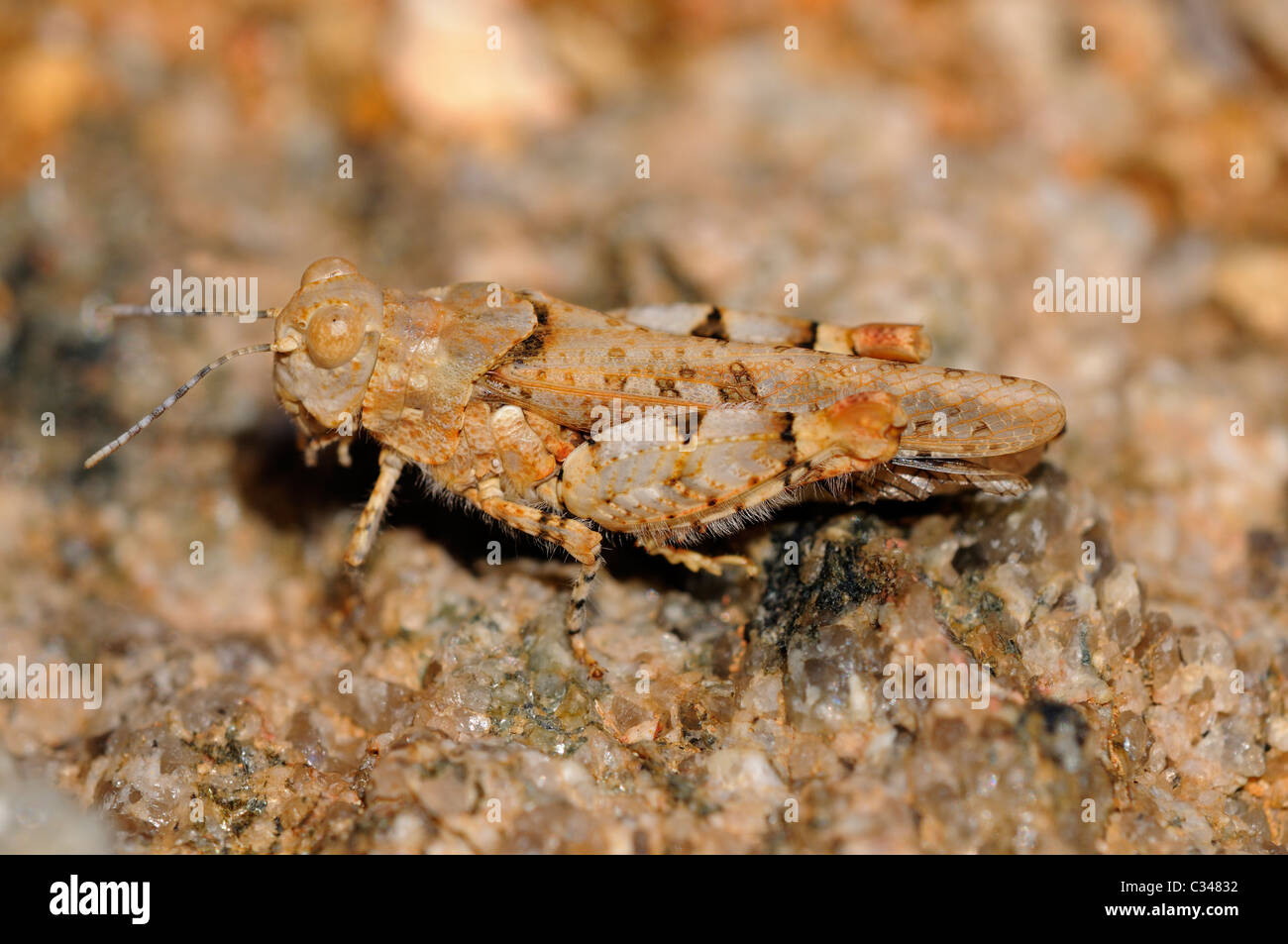 Short-horned grasshopper, Rhachitopsis mimicking the colors of the ground, Namqualand, South Africa Stock Photo