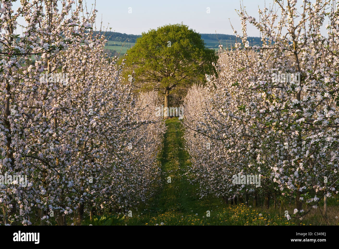 A Herefordshire apple orchard in full bloom in spring (mid-April), UK Stock Photo