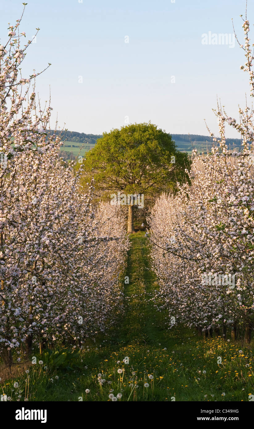 English Orchard Blossom Uk High Resolution Stock Photography and Images ...
