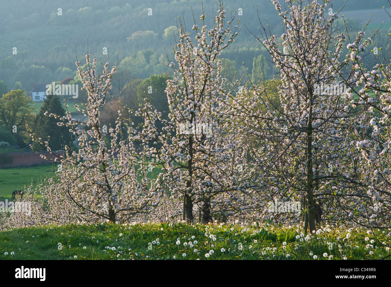 English Orchard Blossom Uk High Resolution Stock Photography and Images ...