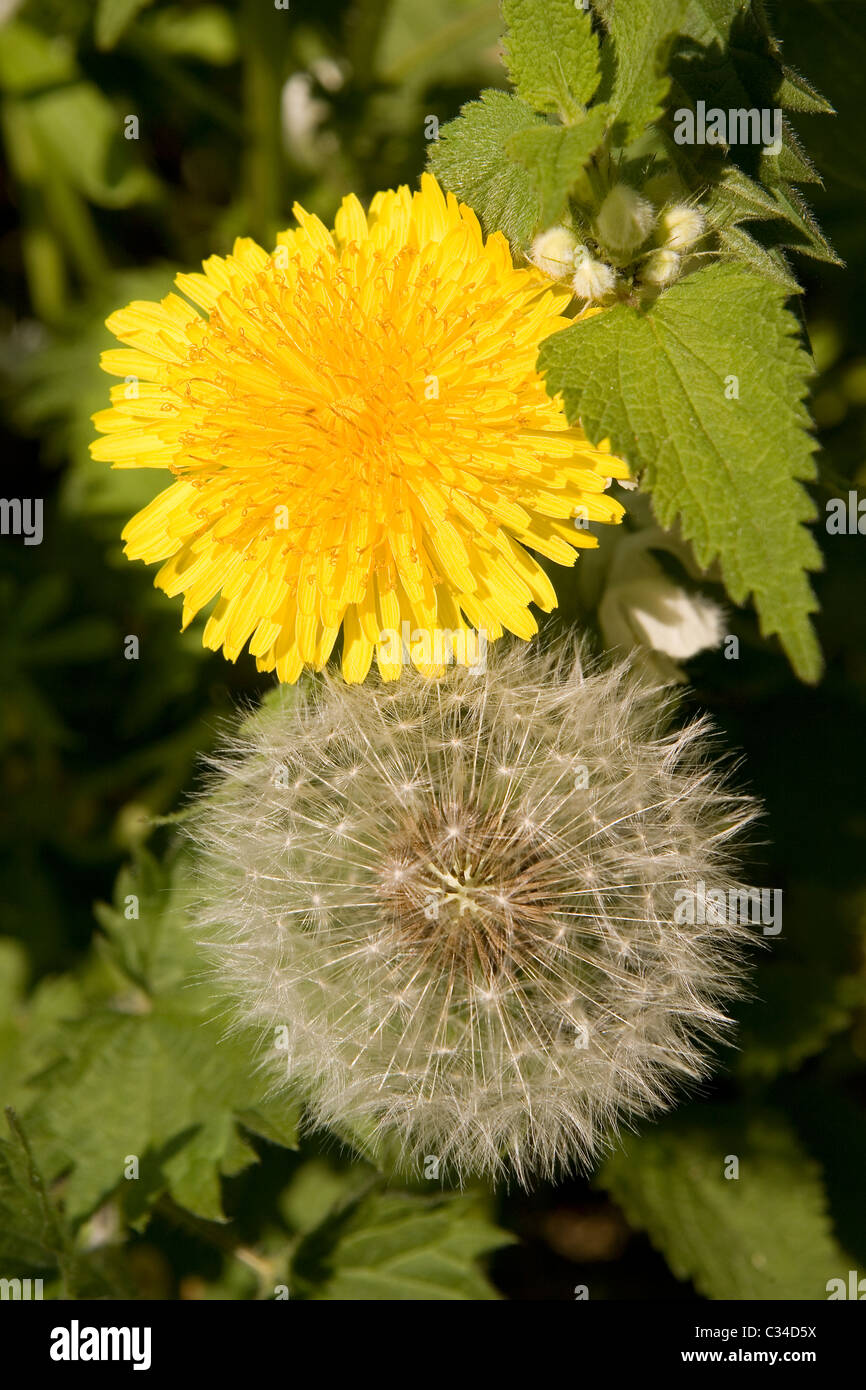 Dandelions, flower & seed stages Stock Photo