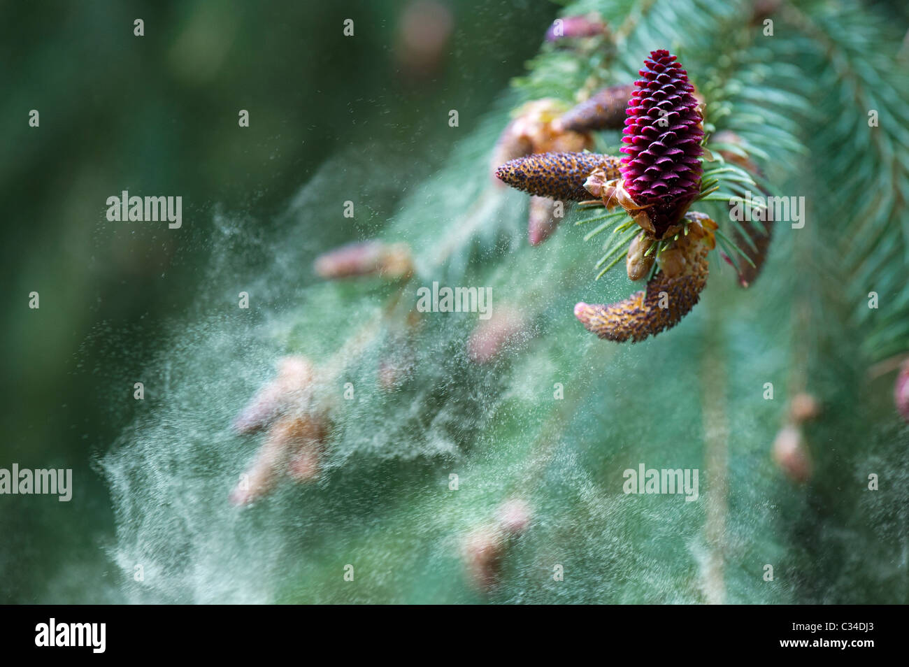 Picea likiangensis. Luiang spruce. Tree flowers releasing pollen Stock Photo