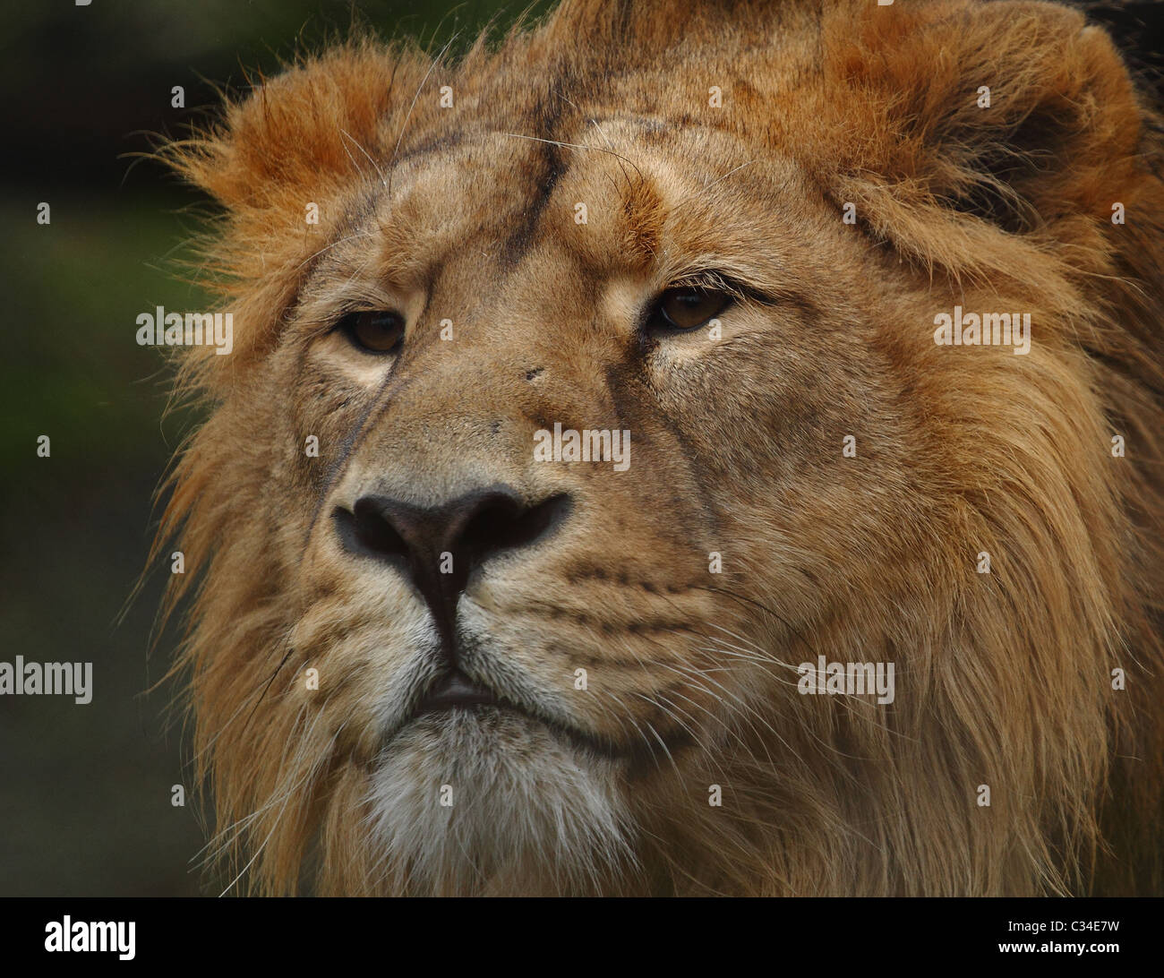 close up of lion head and mane Stock Photo