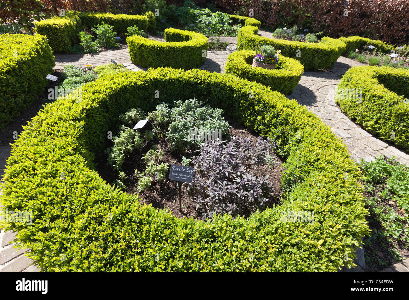 Purple Sage (Salvia officinalis) growing at the Surrey Docks Farm