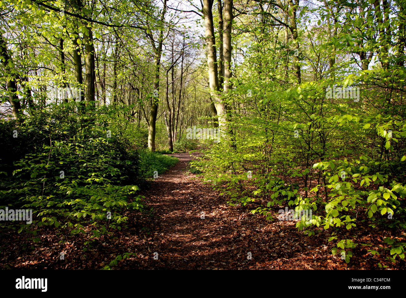 Woodland path hi-res stock photography and images - Alamy