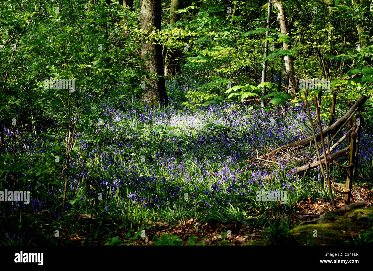Leafy Woodland High Resolution Stock Photography and Images - Alamy