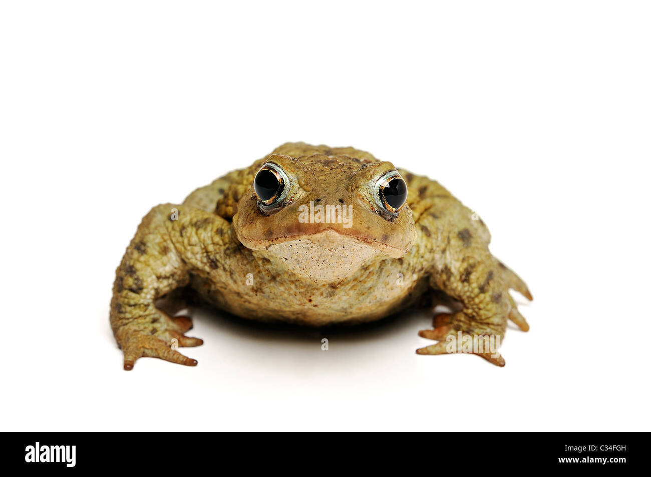 Toad Cut Out, Common Toad, Bufo Bufo. Stock Photo