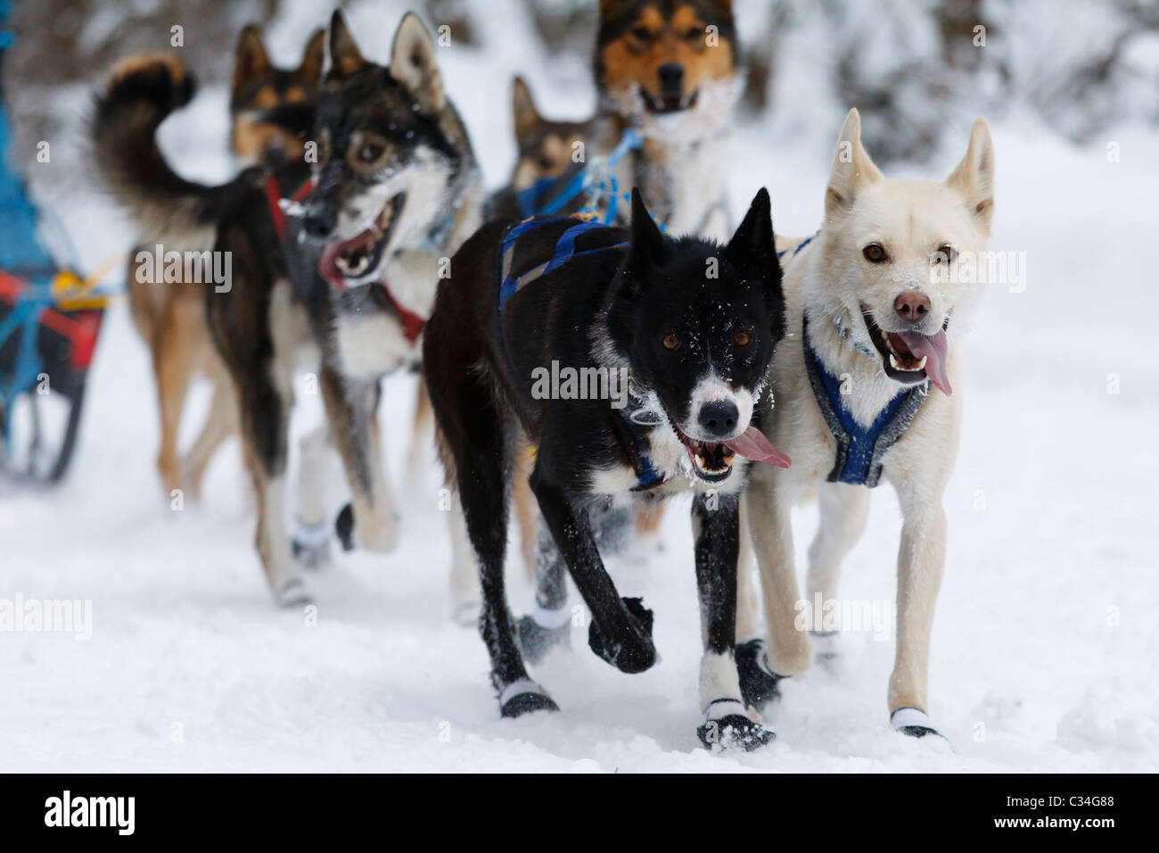 A sled dog team racing through the Chippewa National Forest in Northern Minnesota. Stock Photo
