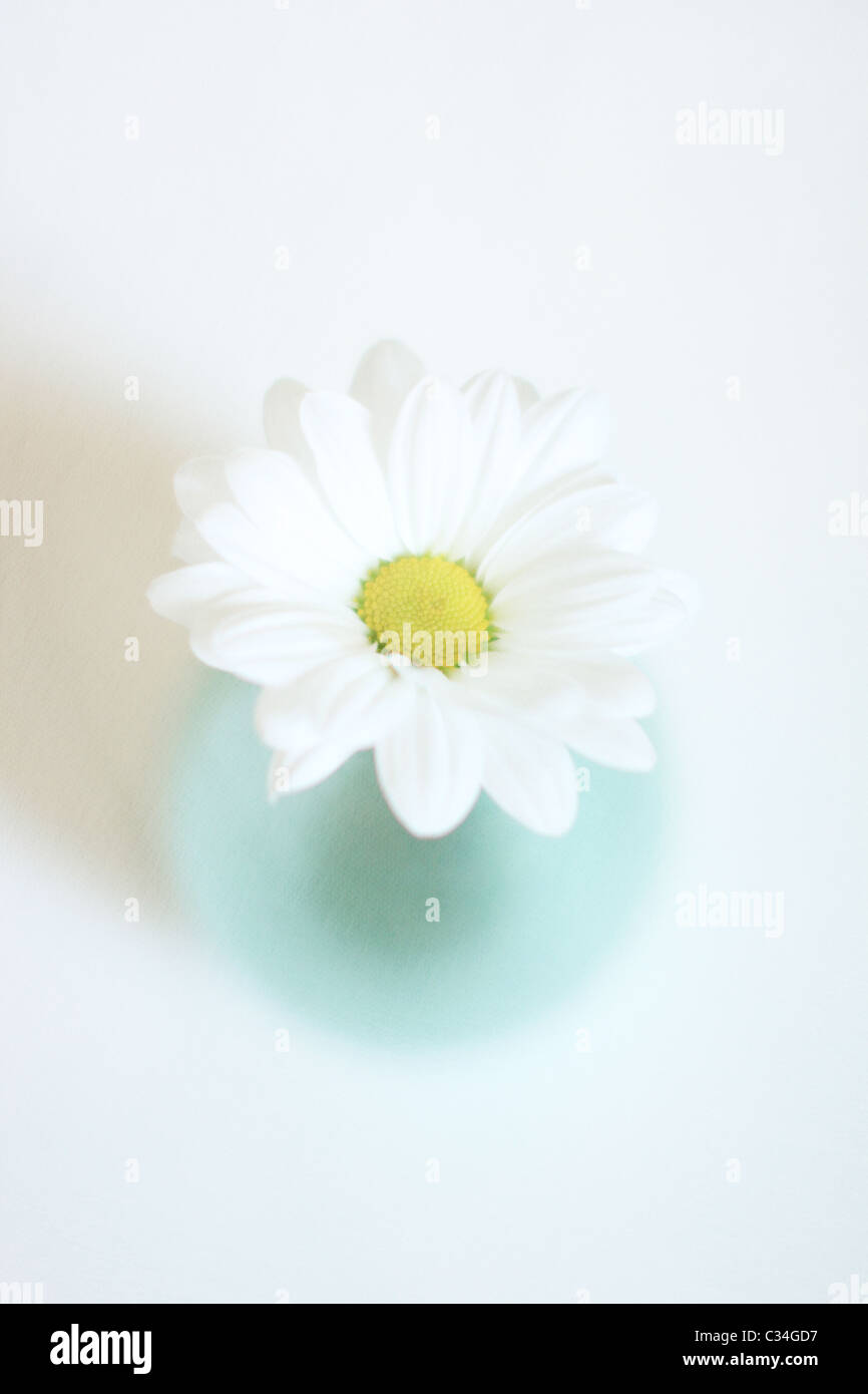 Flower in a blue metallic Vase shot from above subject on a white background Stock Photo