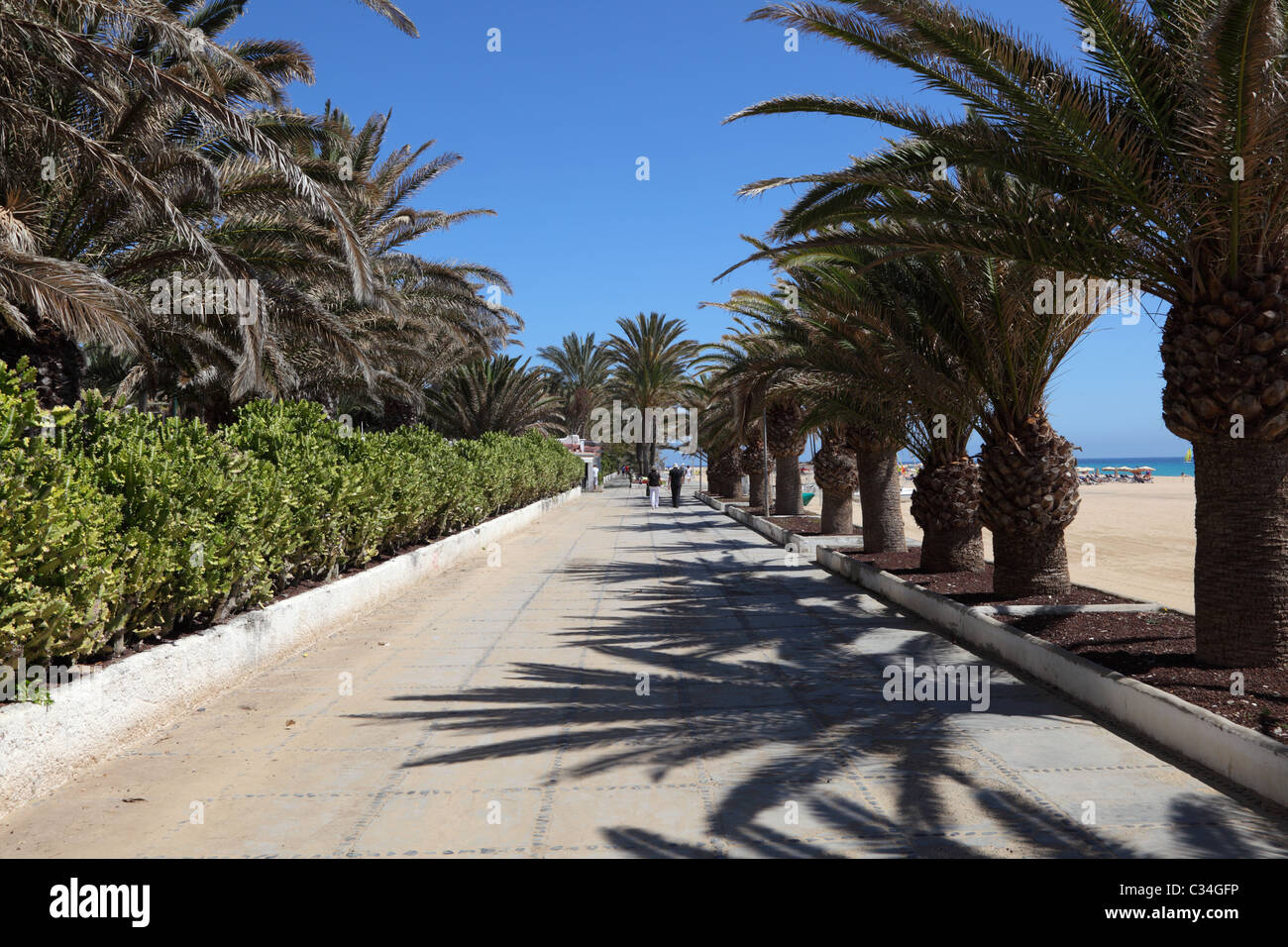 Promenade with palm trees at the beach of Jandia Playa, Canary Island Fuerteventura, Spain Stock Photo
