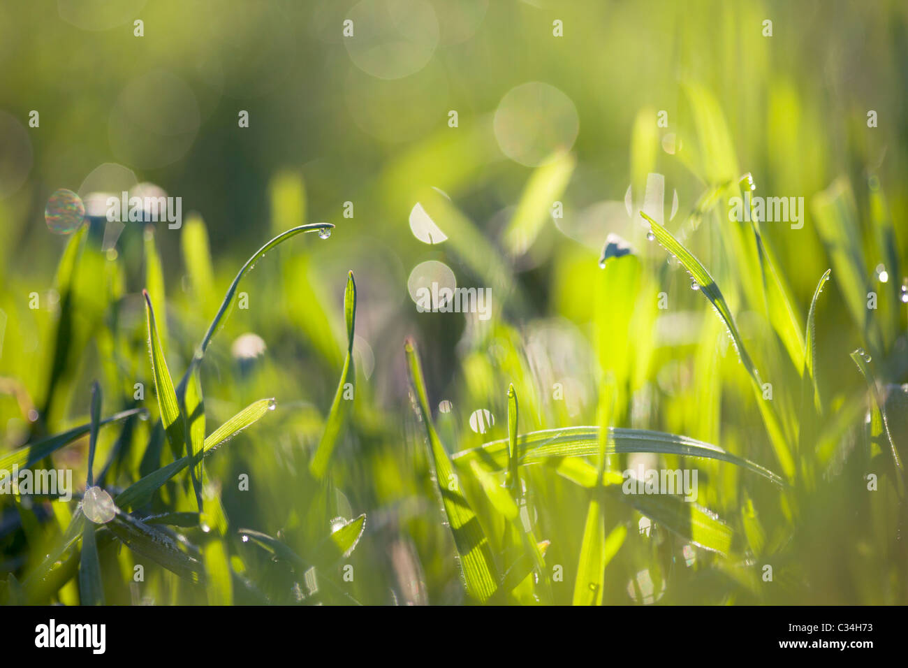 green grass with dew Stock Photo
