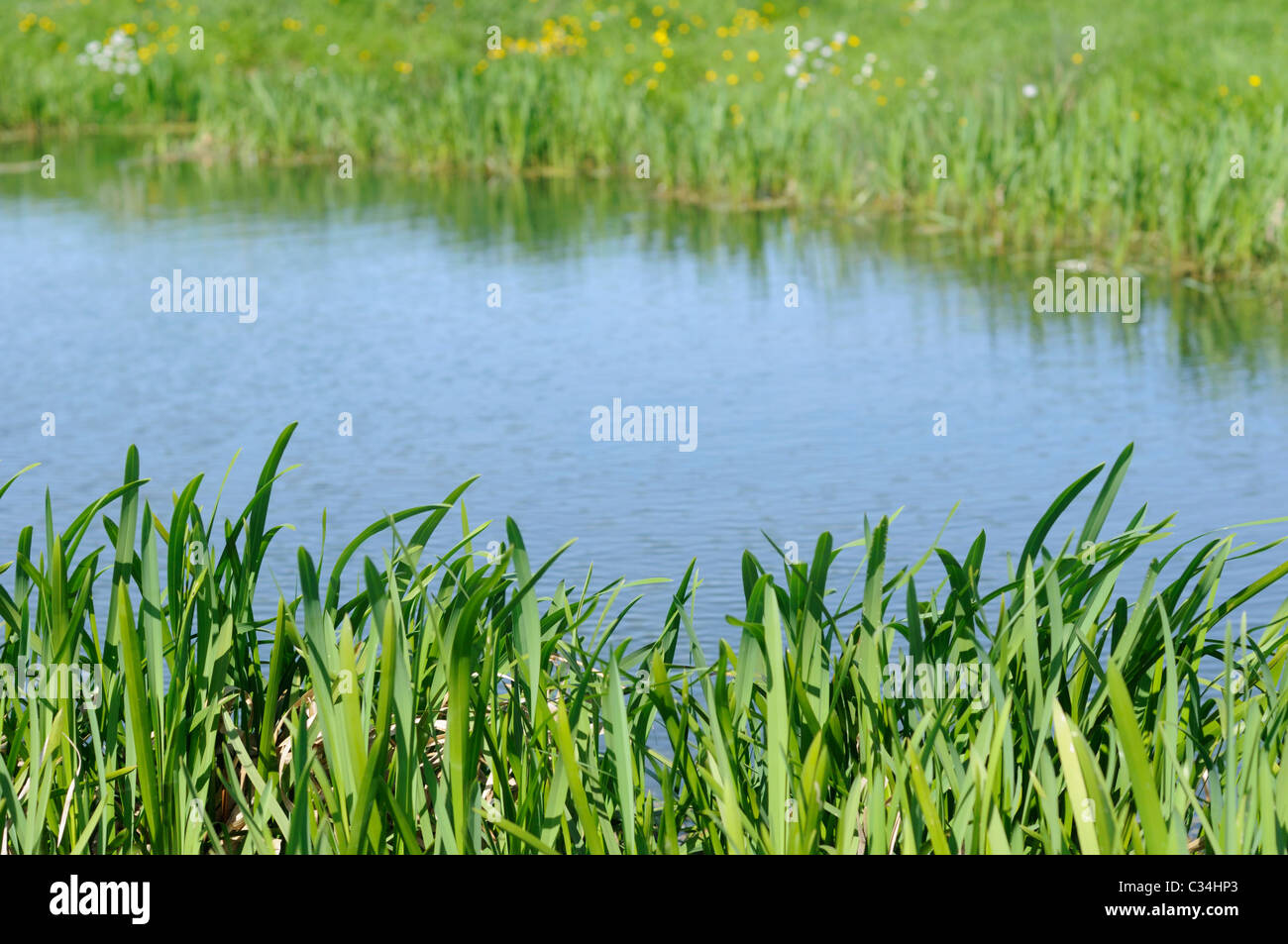 Water reeds growing on the bank of a river Stock Photo Alamy