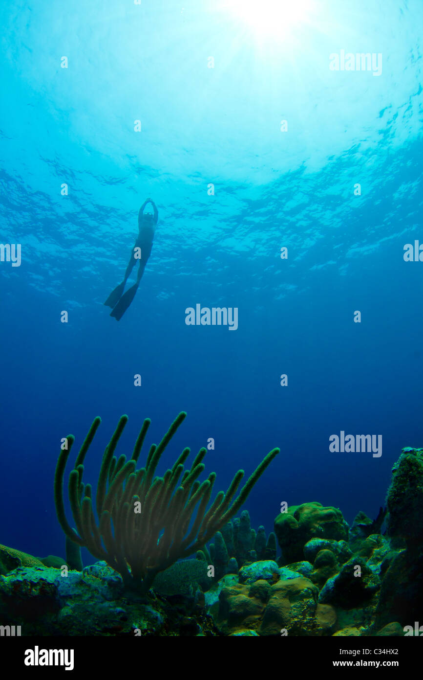 A free diver ascends from a tropical reef in Utila, Honduras Stock Photo